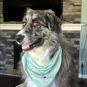 Meet your Posher, Abby